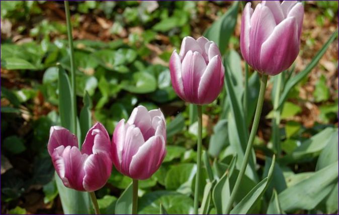 Tulpen pflanzen im Herbst: Begriffe, Regeln und Feinheiten