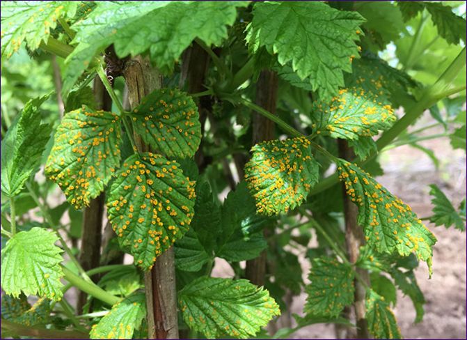 Gelbe Himbeeren - Pflanzung, Anbau und Pflege