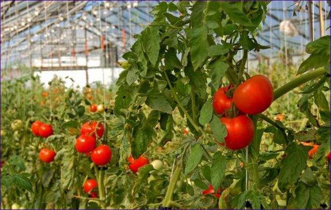 Was ist Stepgrassing und ein Plan für das Stepgrassing von Tomaten