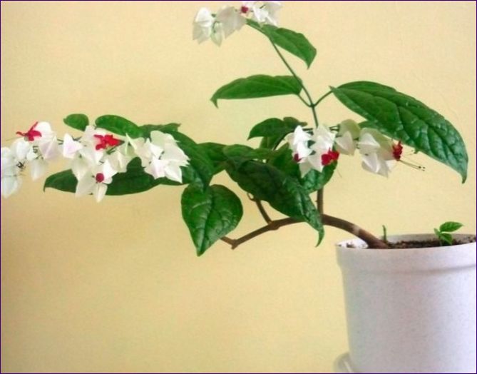 Wie man das Clerodendrum zu Hause pflegt