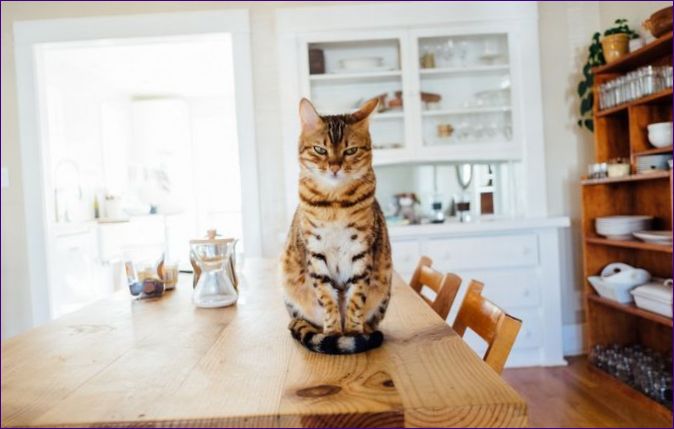 Wie man die Langlebigkeit einer Katze sicherstellt