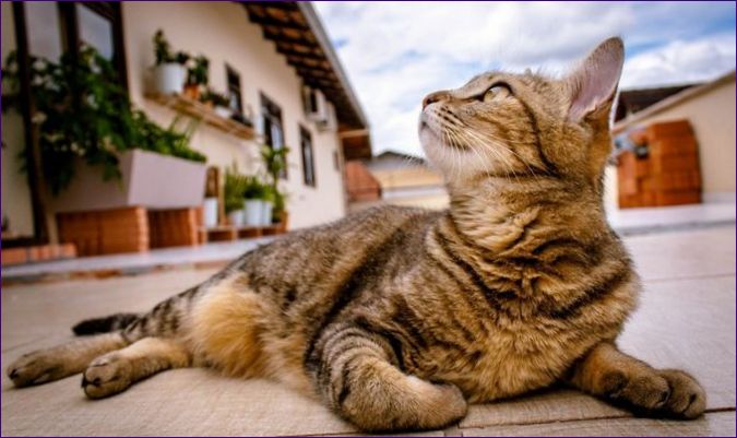 Wie man einer Katze ein langes Leben schenkt