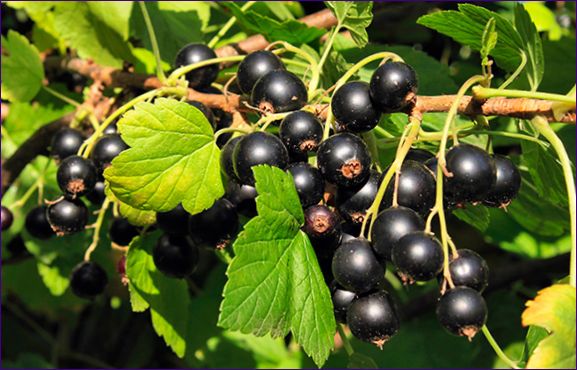 Beschneiden von Johannisbeeren im Herbst - Schritt-für-Schritt-Anleitung