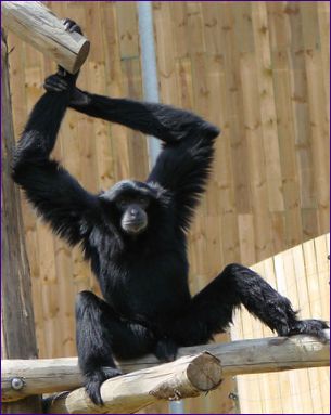 Siamang