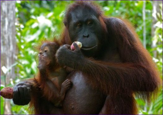 Der Kalimantan-Orang-Utan