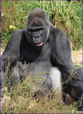 Westlicher Gorilla