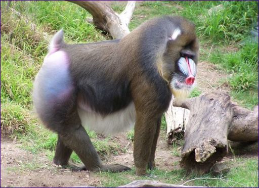 Mandrill