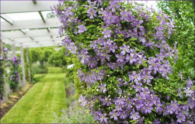 Clematis: Pflanzung und Pflege im Freiland