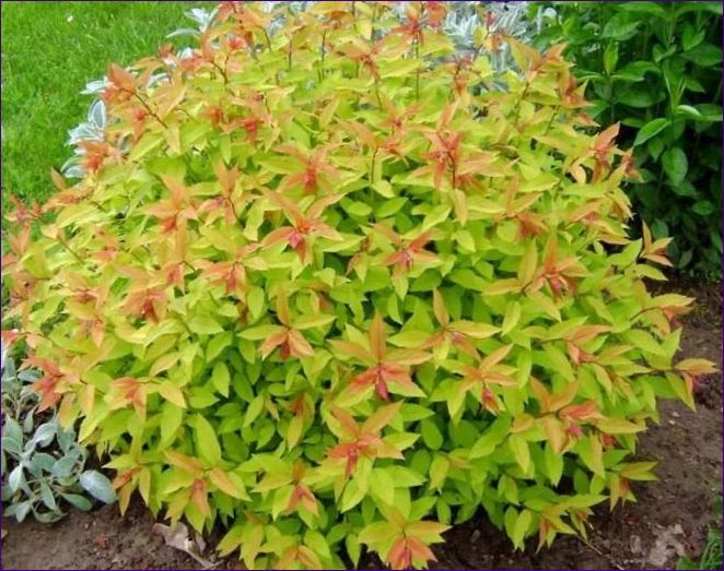 Japanische Spiraea Goldflame