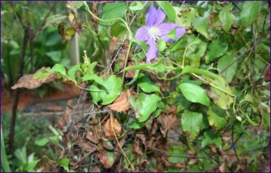 Clematis: Pflanzung und Pflege im Freiland