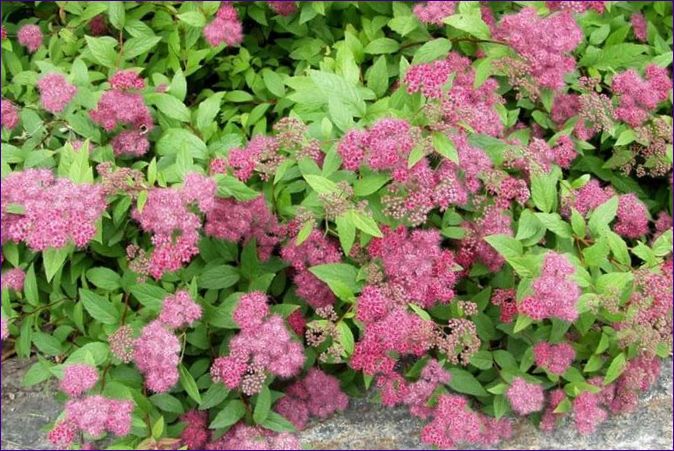 Spiraea japonica Froebelli