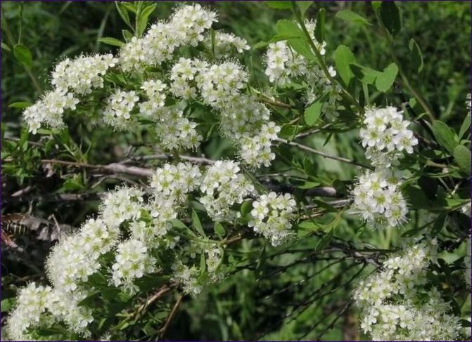 Spirea-Laichkraut