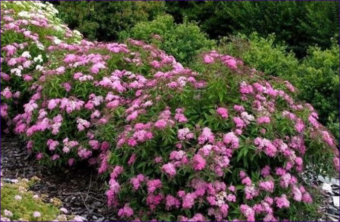 Spiraea japonica crispa