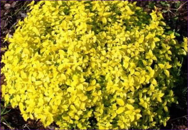 Spiraea japonica Goldteppich