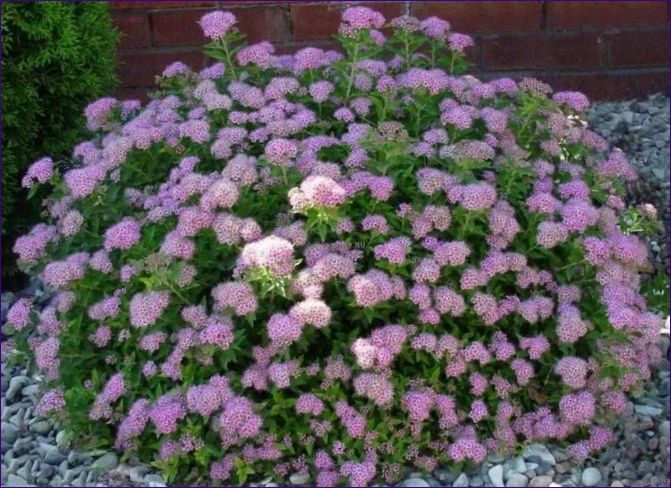 Spiraea japonica Kleine Prinzessin