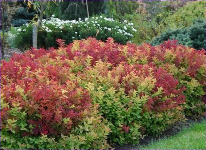 Japanische Spiraea macrophylla