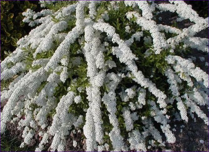 Spiraea arguta