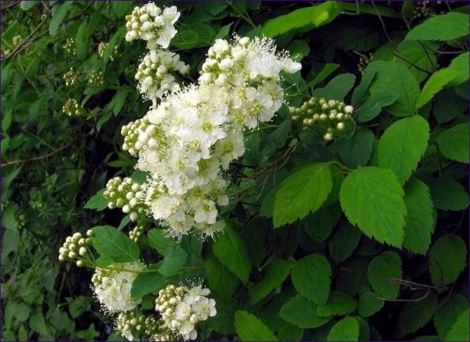 Spiraea Eichenblatt