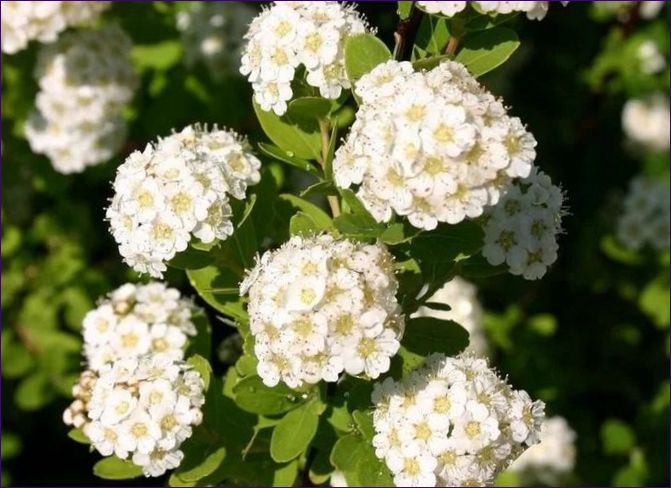 Spiraea nippon Schneehügel