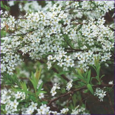 Spiraea thunberga