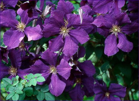 Clematis: Pflanzung und Pflege im Freiland