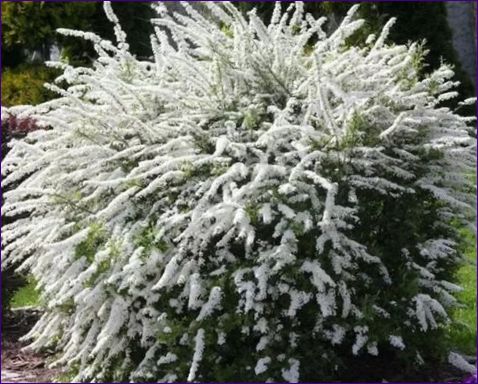 Graue Spiraea grefsheim