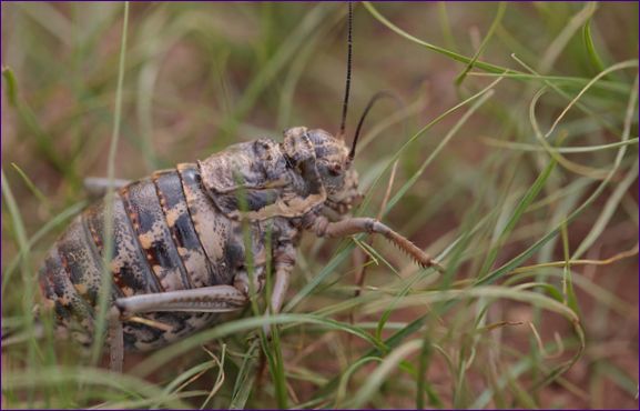 Pallas Fettkopf (Deracantha onos)