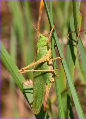 Der Grüne Grashüpfer (Tettigonia viridissima)